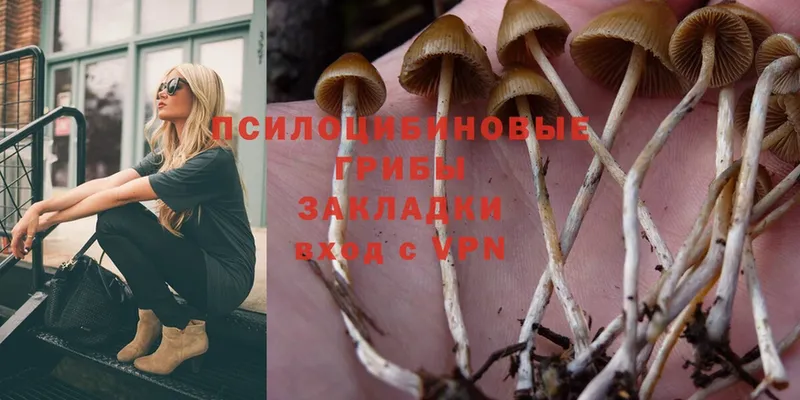 Псилоцибиновые грибы Psilocybe  где продают   Кинель 